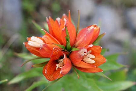 Flower garden plant