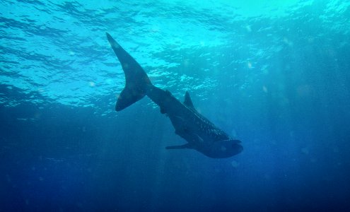 New caledonia, Deep blue, Shark photo