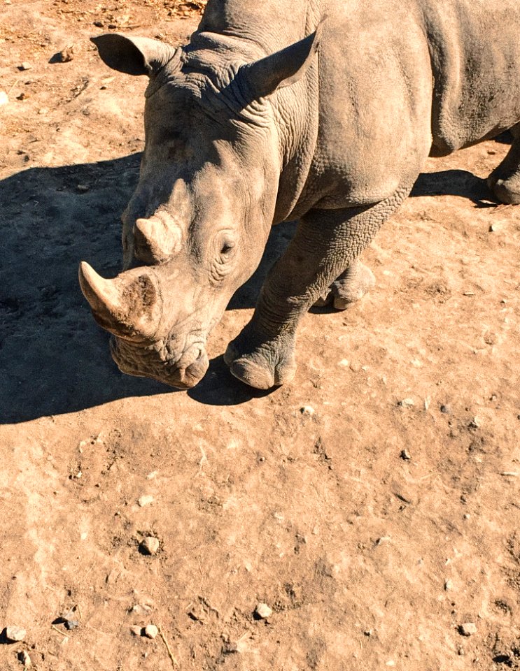 Animal, Zoo, Rhinoceros