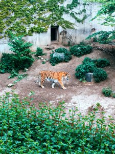 Wildlife, Denmark, Copenhagen