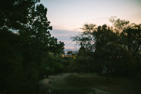 green trees photo