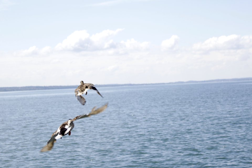 Gardasee, Italien, Meer