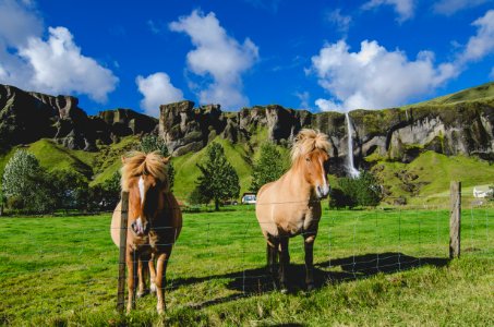 two brown horses standing near fence on grass field photo