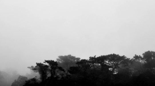Nature, Trees, Fog