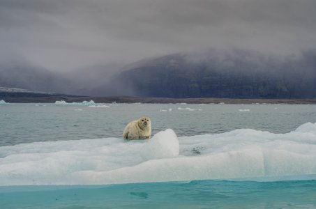 walrus on ice berg photo