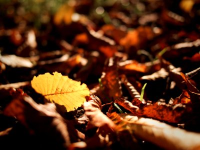 selective focus photography of yellow leaf photo