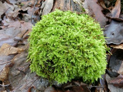 Nature green public record