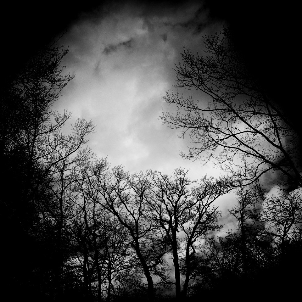 Forest, Winter, Black  white