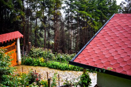 Pamplona, Colombia, Pineswood