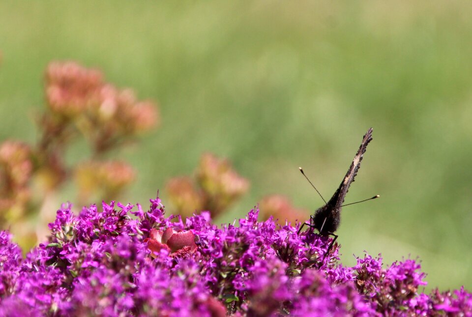 Butterfly insect Free photos