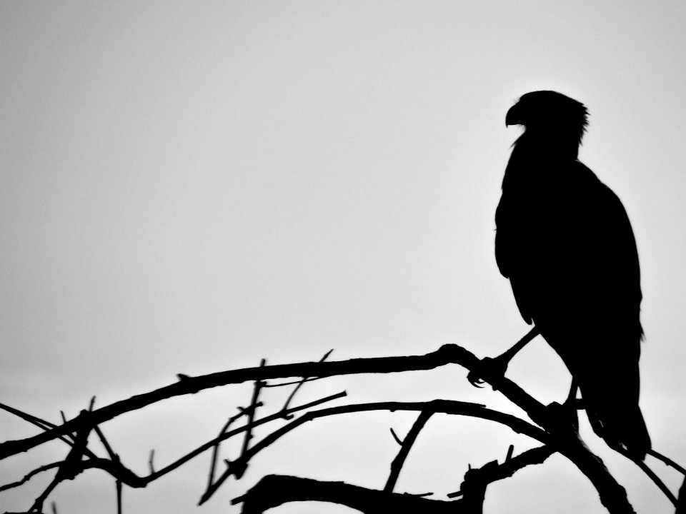 Colombia, Man, Colombian birds
