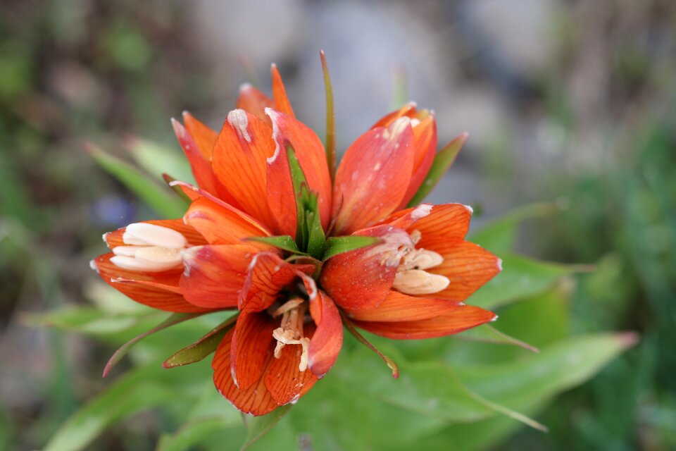 Flower garden plant