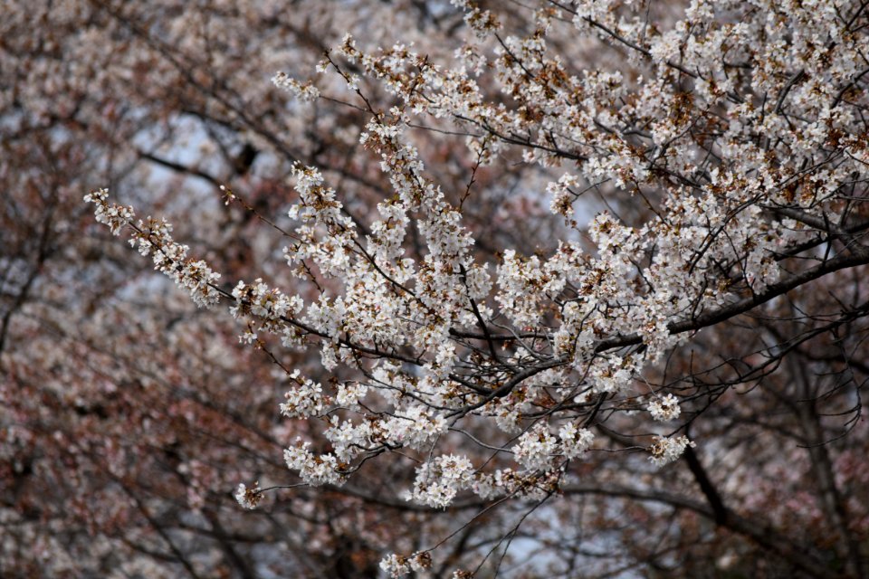 Washington, National mall, United states