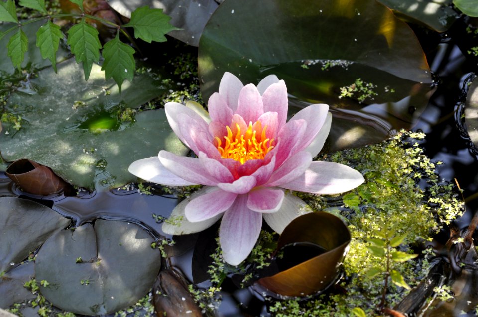 Israel, Nature, Lily pads