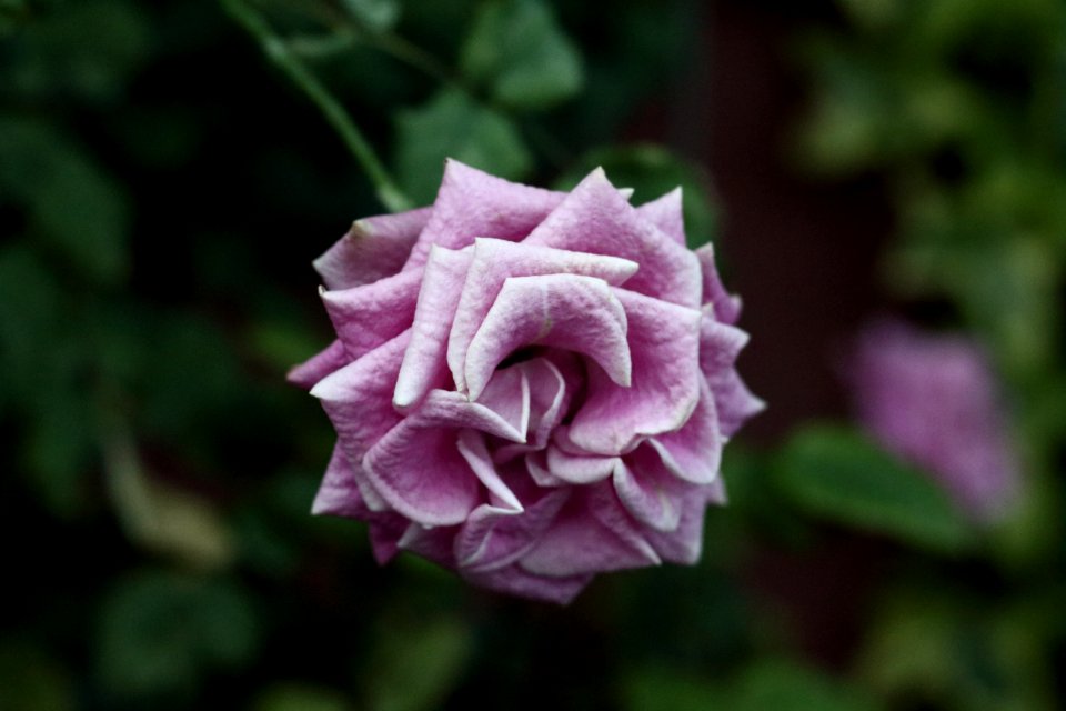 Pink rose, Rose, Flower