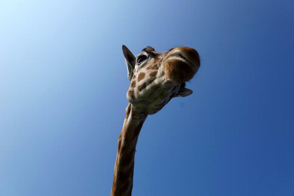 National park mammal funny