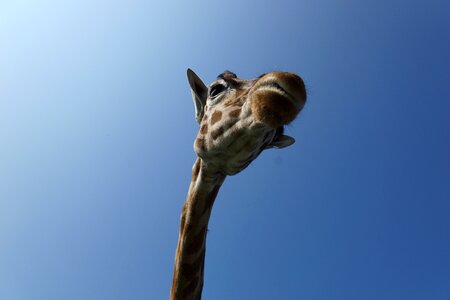 National park mammal funny