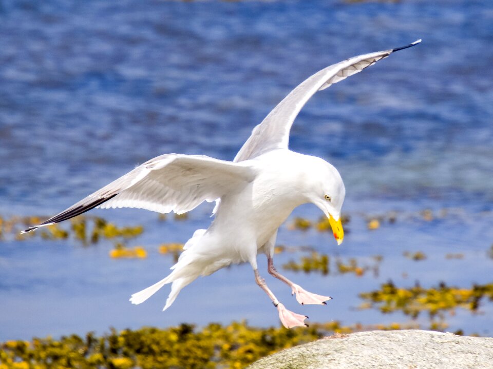 Water bird nature animal