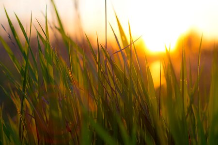 Green grass nature sunset photo