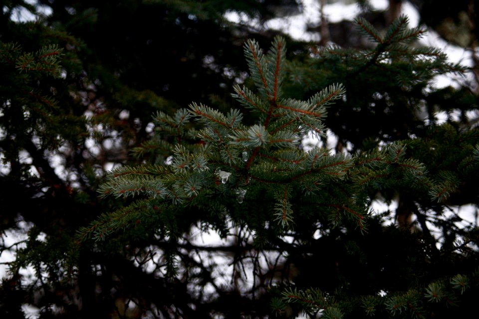 Yellowknife, Canada, Evergreen