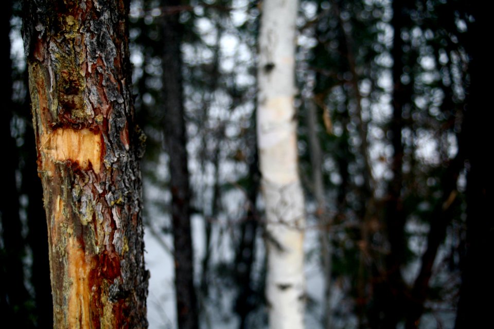 Yellowknife, Canada, Nature