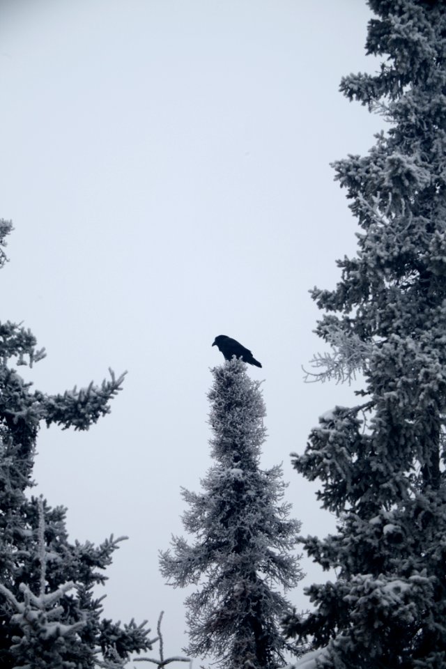 Yellowknife, Canada, Bird
