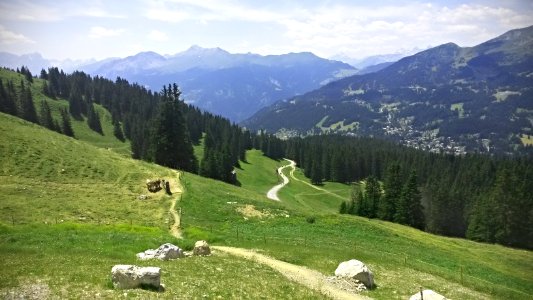 Scharmoin, Cows, Mountains