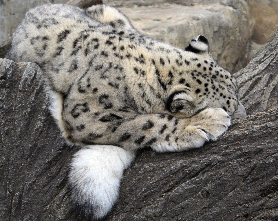 Feline tree habitat