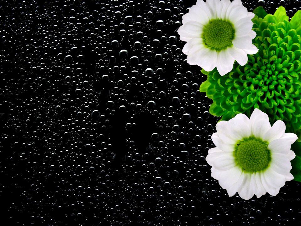 Nature plant summer