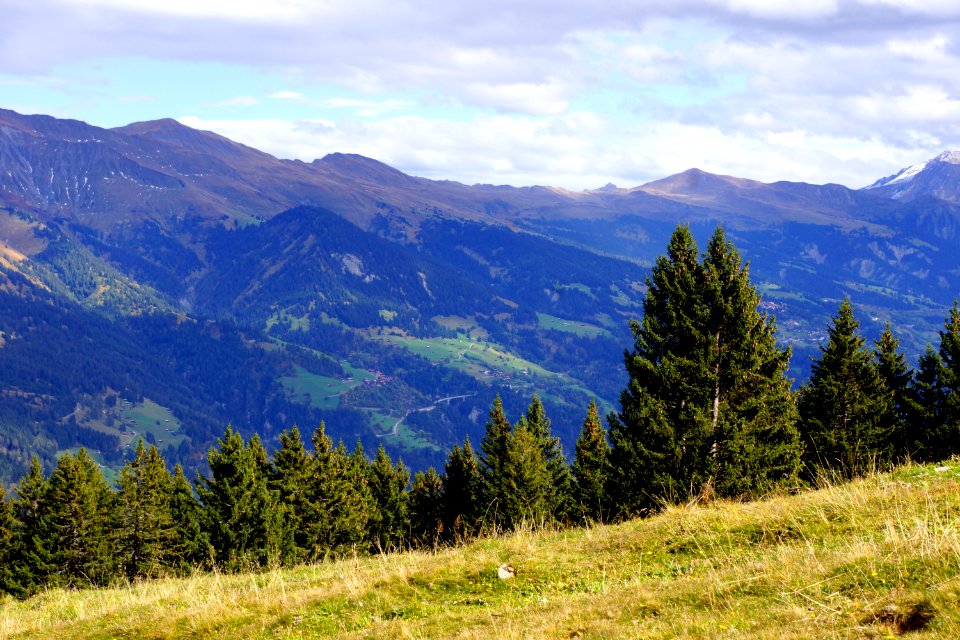 green pine trees under cloudy sky