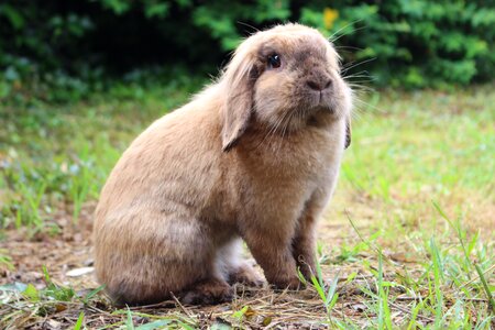 Rabbit animal pet photo