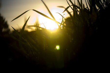 Mowing sunset weeds