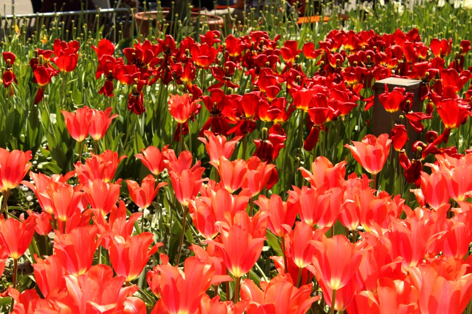 Flowers spring blossom