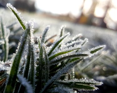 shallow focus photography of grass covered with snow