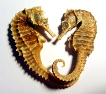 Dead, Fossil, Love photo