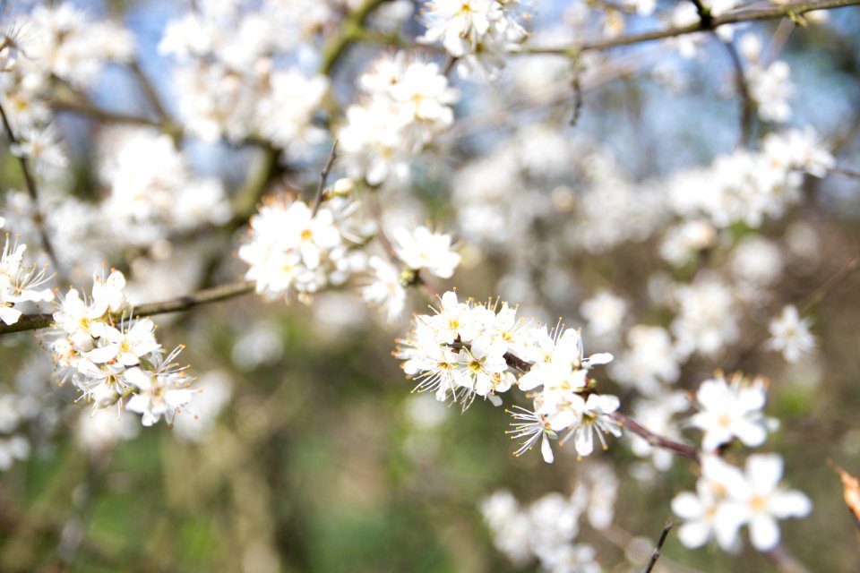 White, Trees, Spring