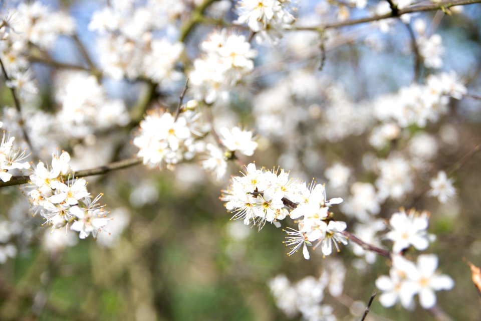 White, Trees, Spring photo