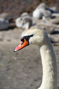 Swan swan family bill photo