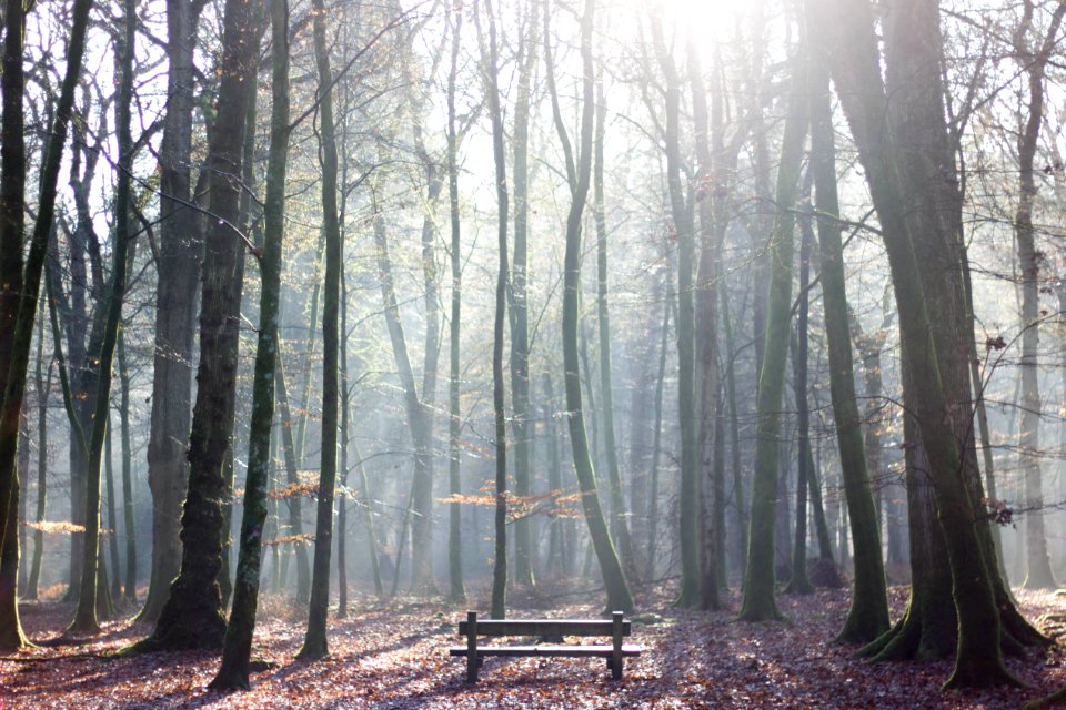 Rhinefield road, Brockenhurst, United kingdom photo