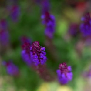 Summer, Abstract, Lavender