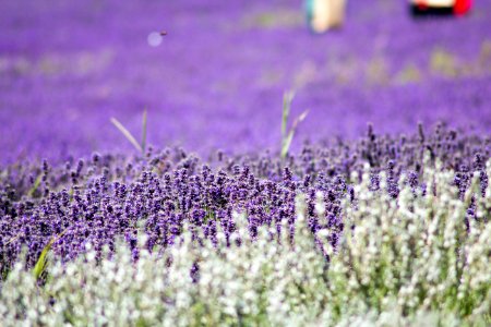 Hitchin lavender, Ickleford, United kingdom
