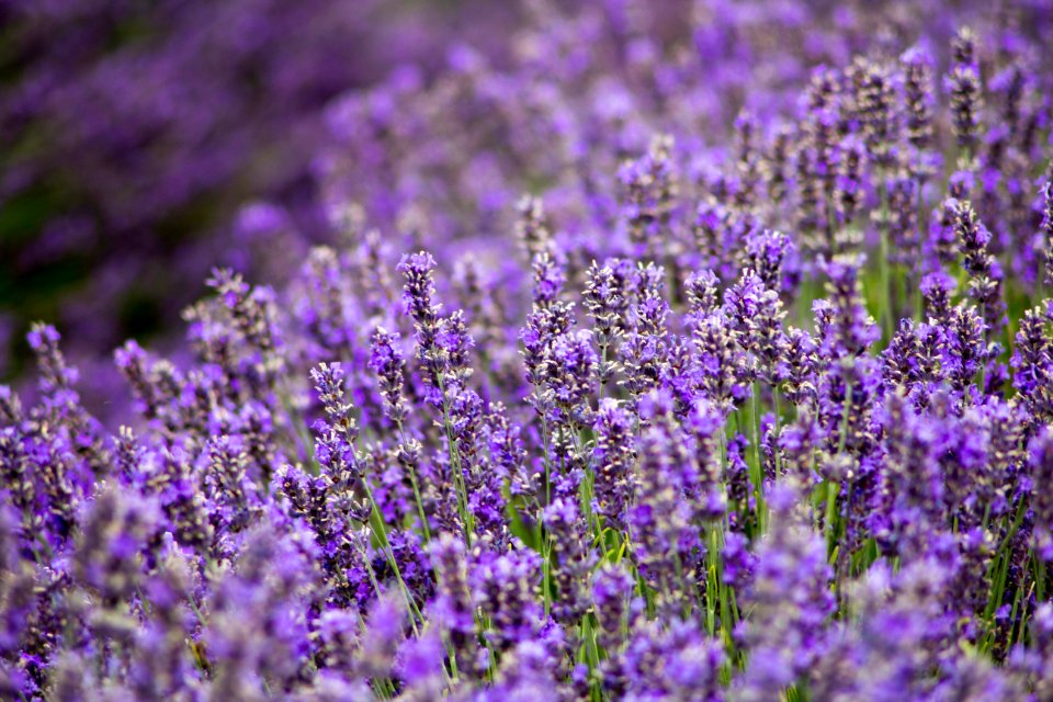 Hitchin lavender, Ickleford, United kingdom
