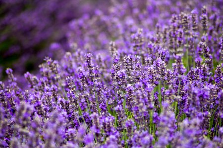 Hitchin lavender, Ickleford, United kingdom photo
