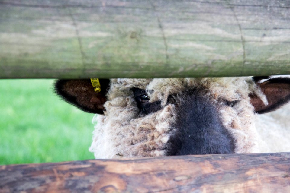Mudchute park, Farm, London