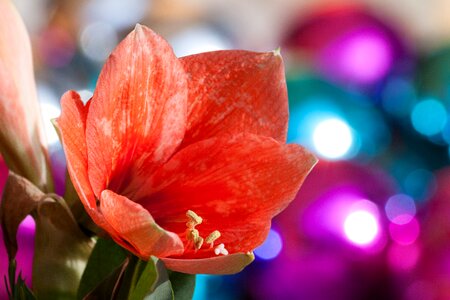 Bloom flower plant photo