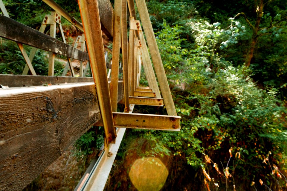 Forest, Bridge