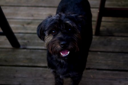 closeup photo of medium-coated black dog