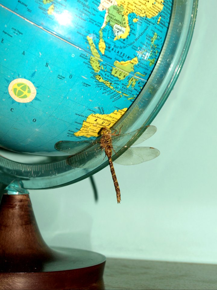 Surreal, Anisoptera, Odonata