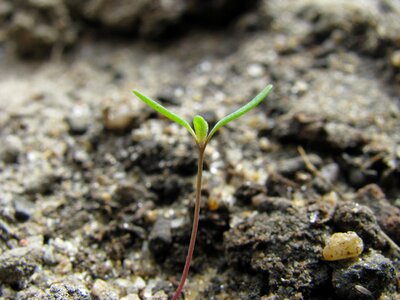 Sprout germination plant