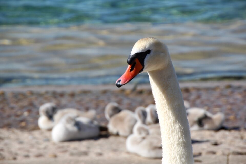 Swan swan family bill